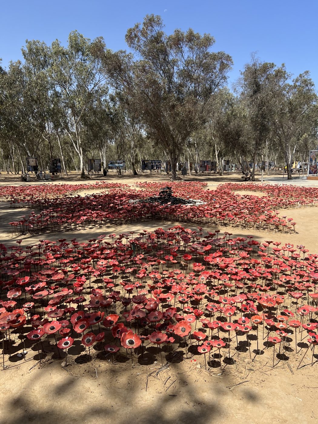 A field of red flowers at the Nova festival memorial, in the Gaza Envelope.