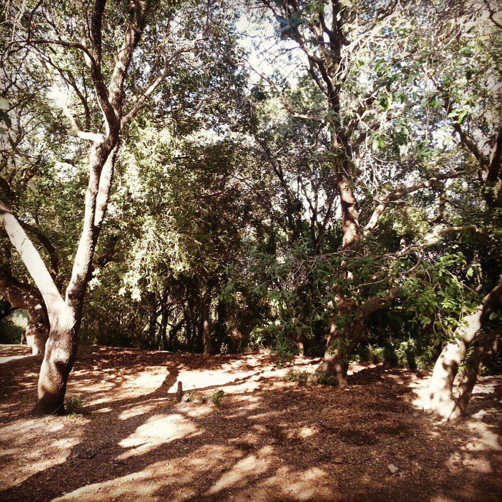 Grove of the Forty
