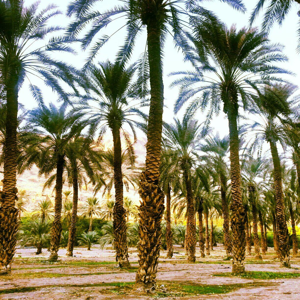Date Palms at Ein Gedi