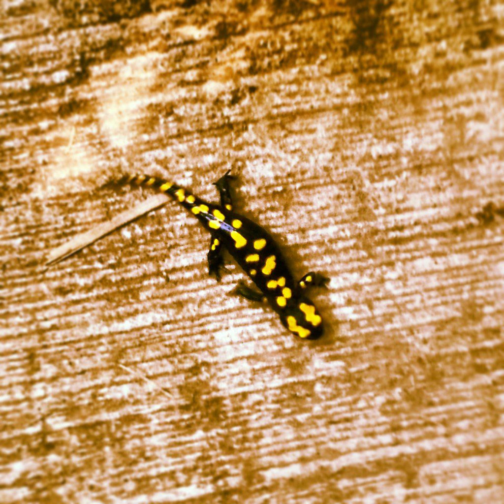 Salamander at Tel Dan