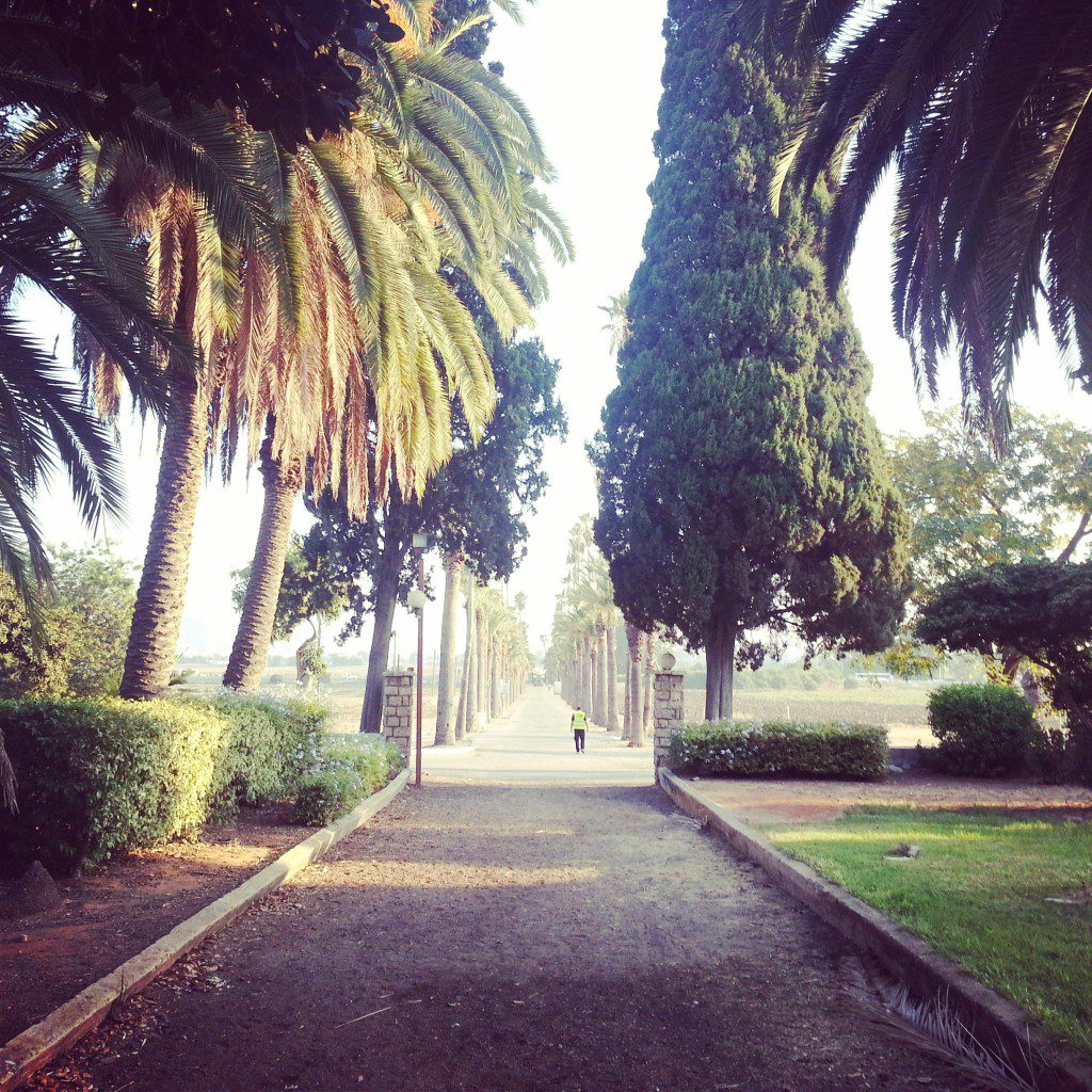 Mikve Yisrael: At the end of this avenue Herzl met with Kaiser Wilhelm II