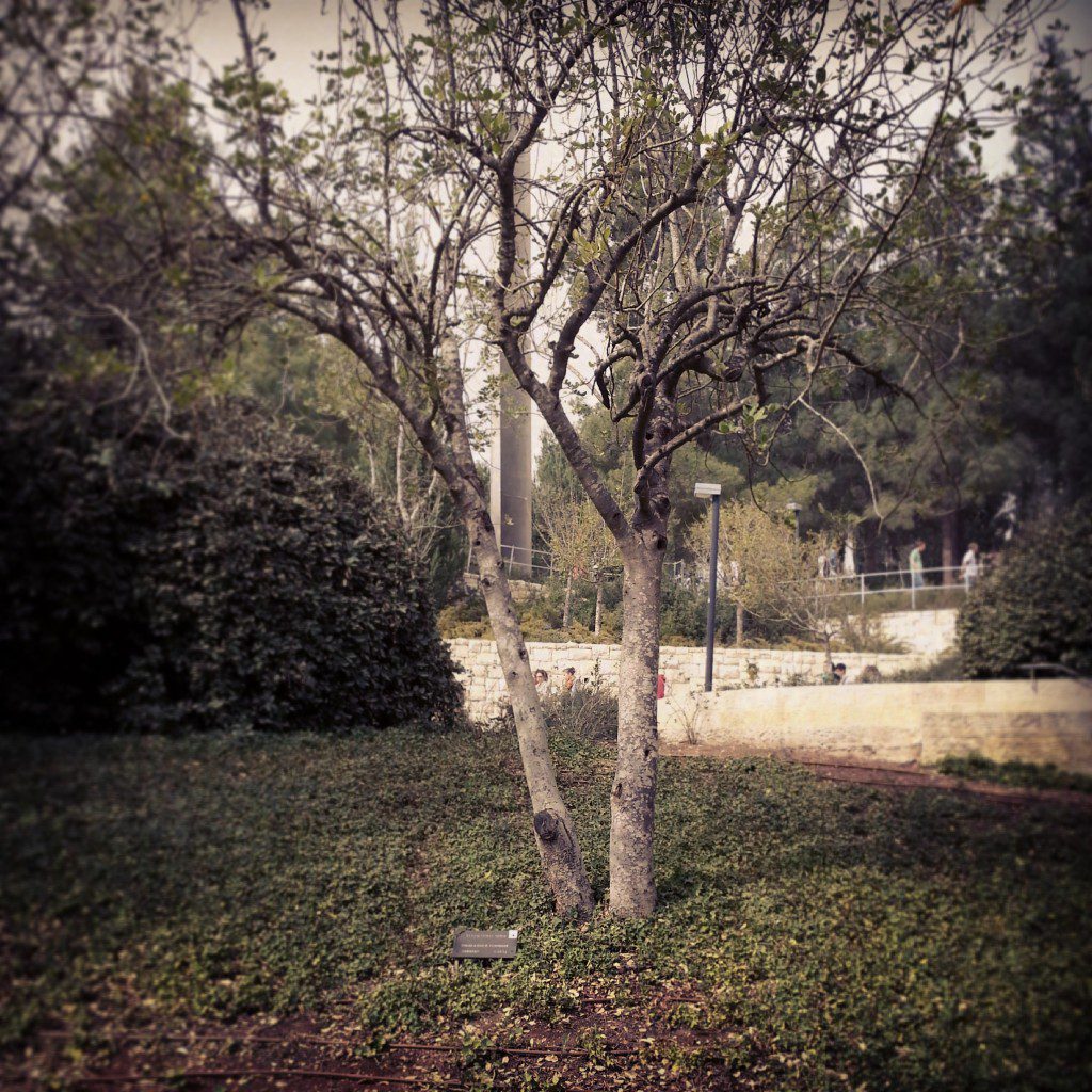 Schindlers' tree in the Avenue of the RIghteous of the Nations, Yad Vashem