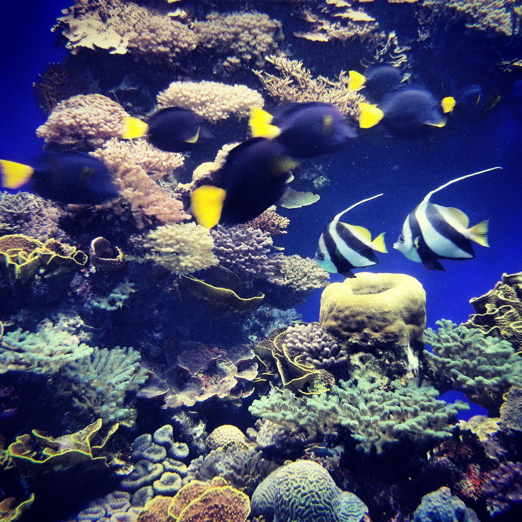 The Red Sea coral reef from the Eilat underwater observatory