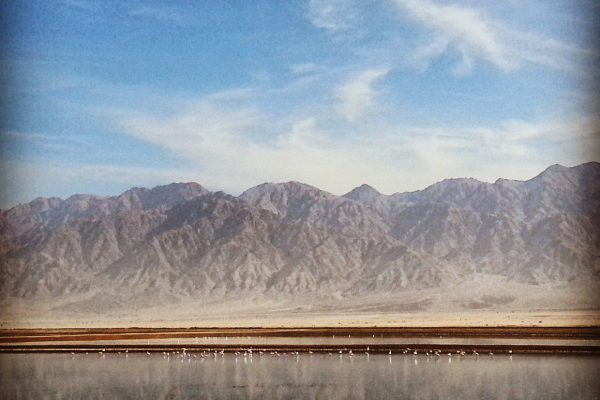 Flamingos in the Avrona Salt Pools near Eilat