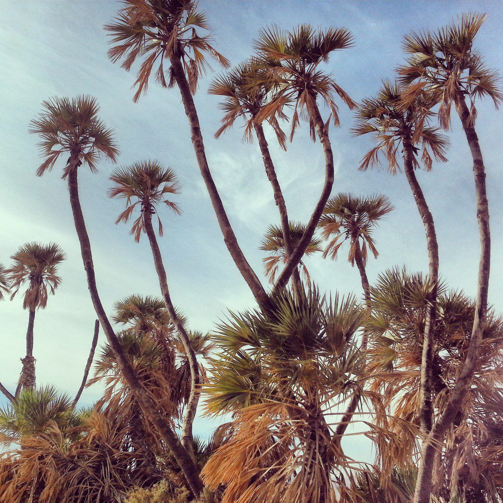 Doum Palms in the Arava