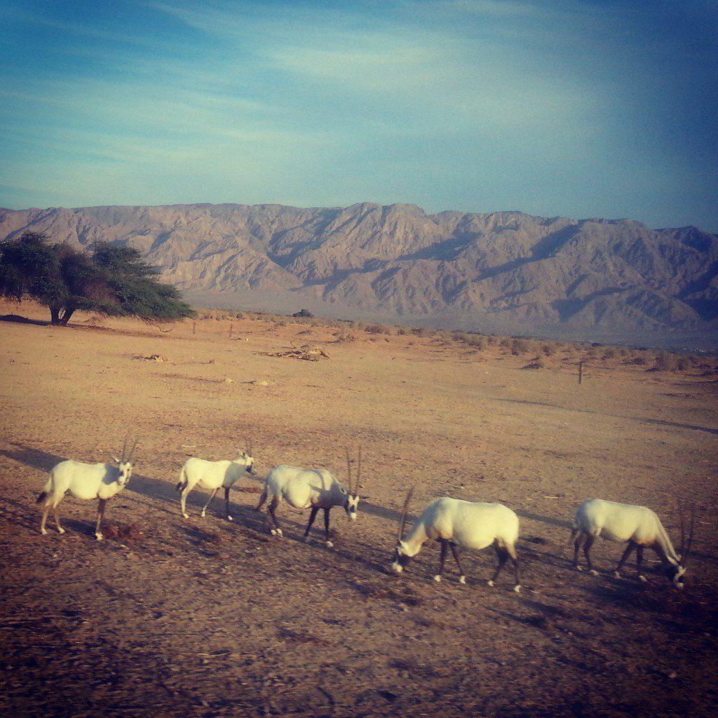 Safari in the Chai Bar: roaming Oryxes