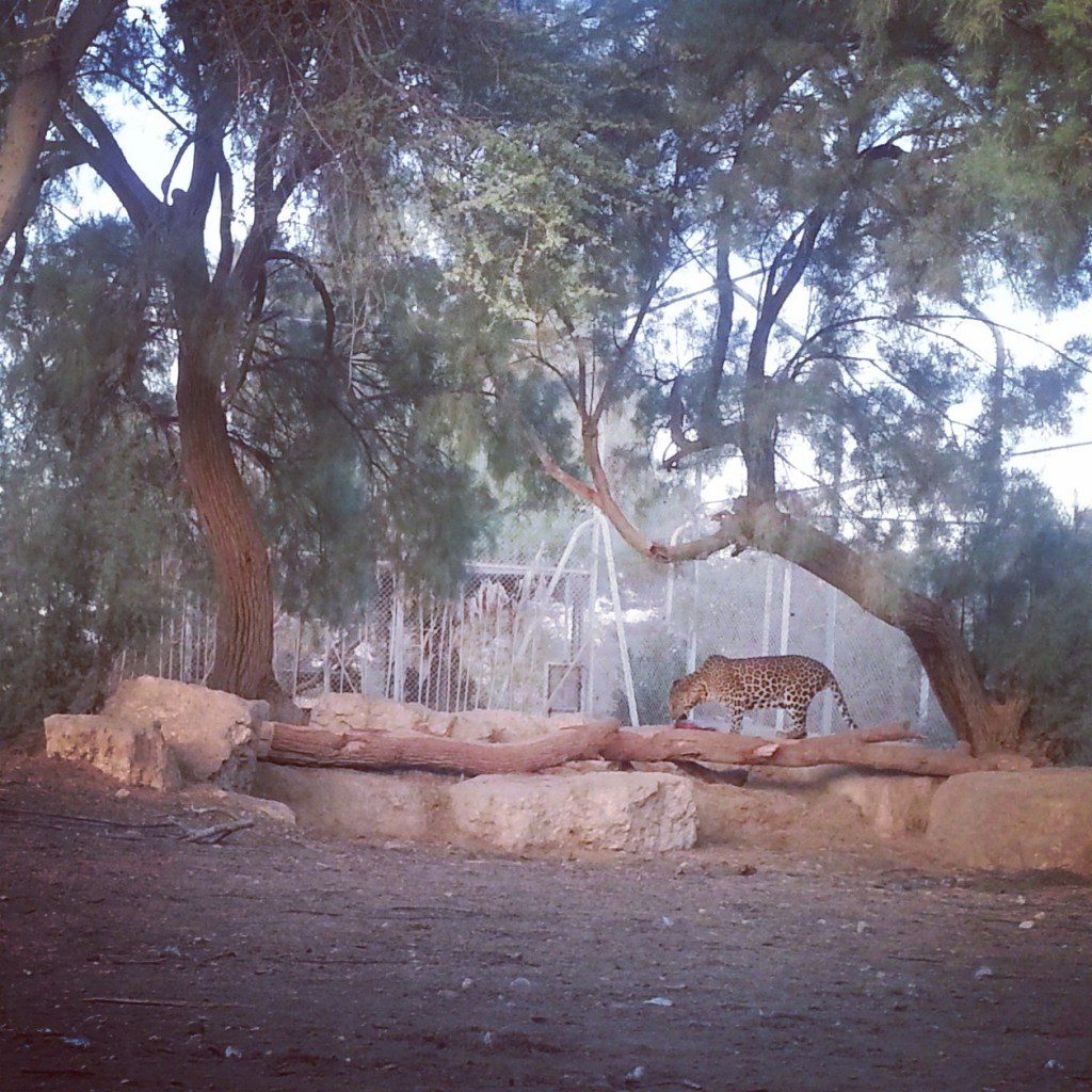 Chai Bar: feeding time for the leopards