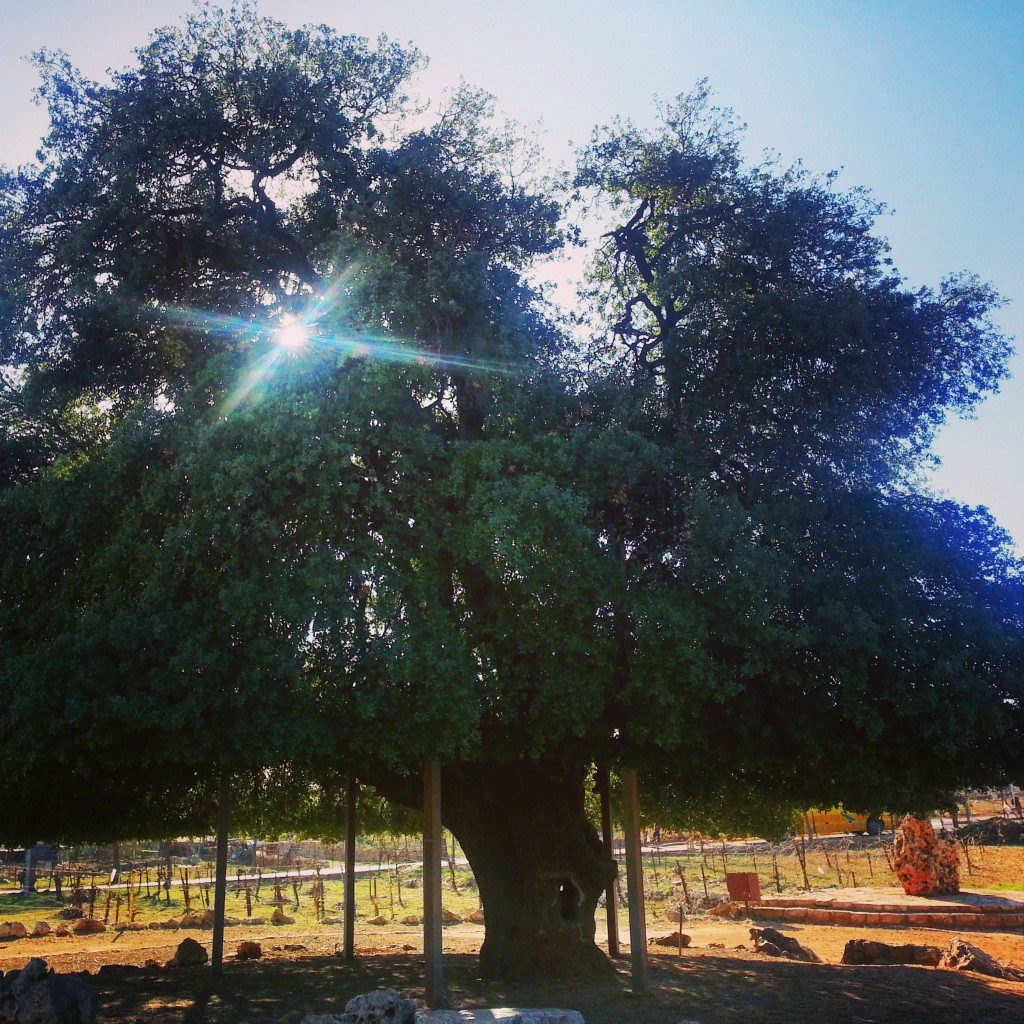 The Lone Oak next to Alon Shvut
