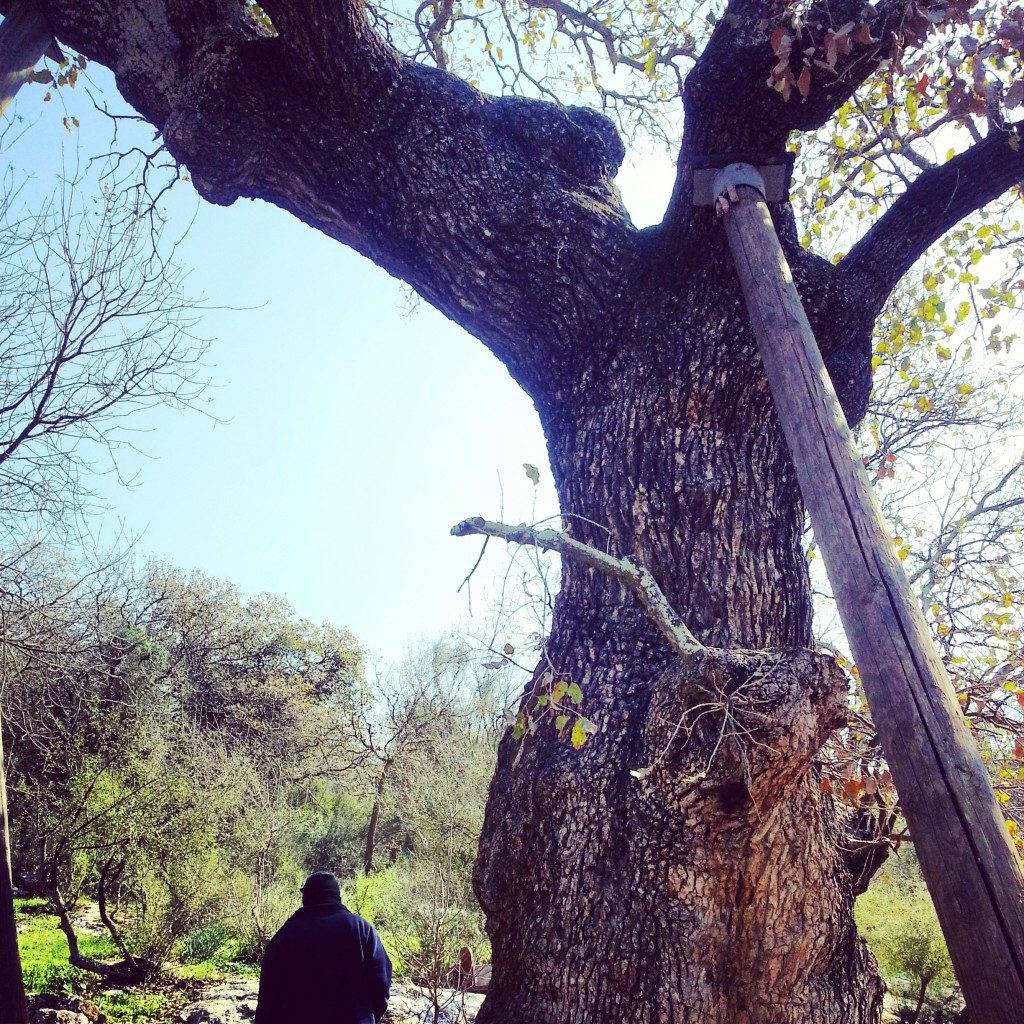 The Oldest Mt Tavor Oak in Israel!
