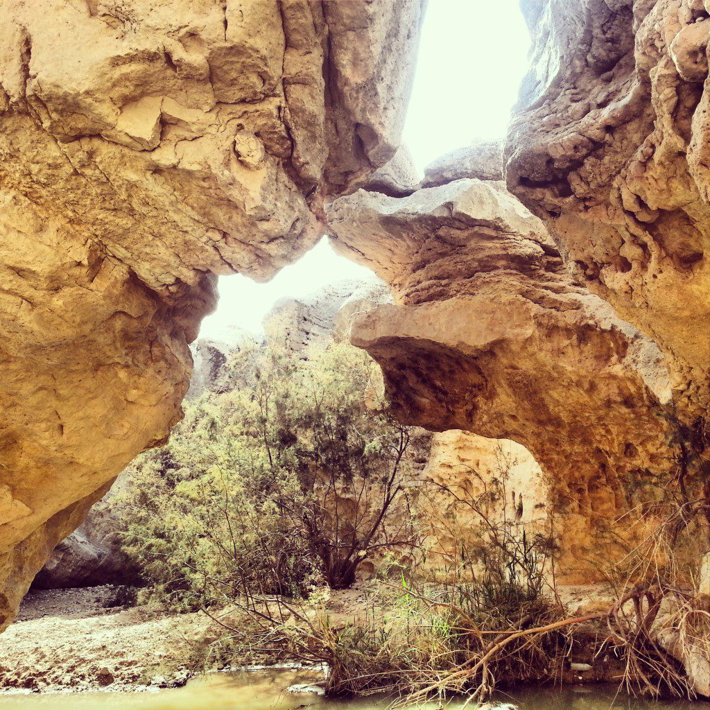 Ein Yorkeam oasis