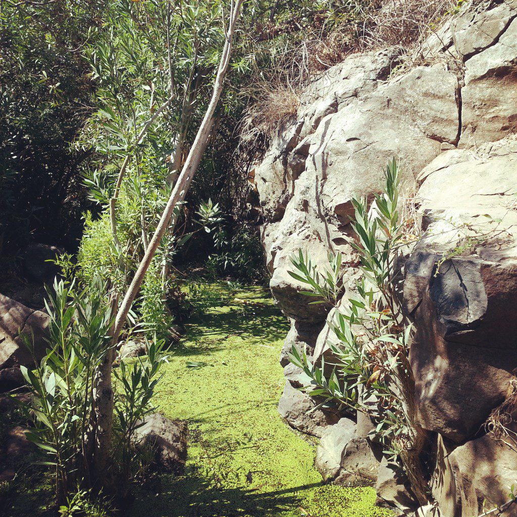 Small creek near Nachal Zavitan