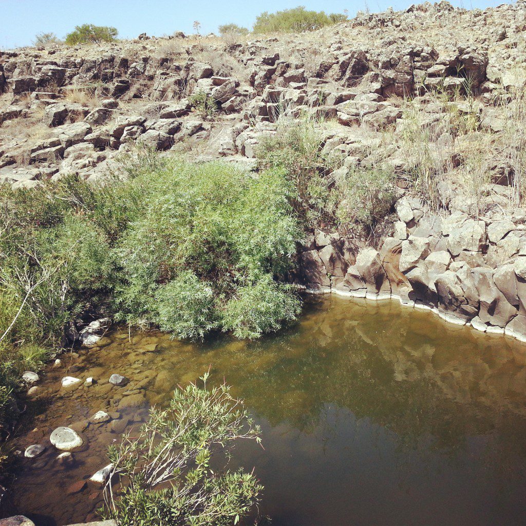 Undisturbed pool along the Zavitan Stream