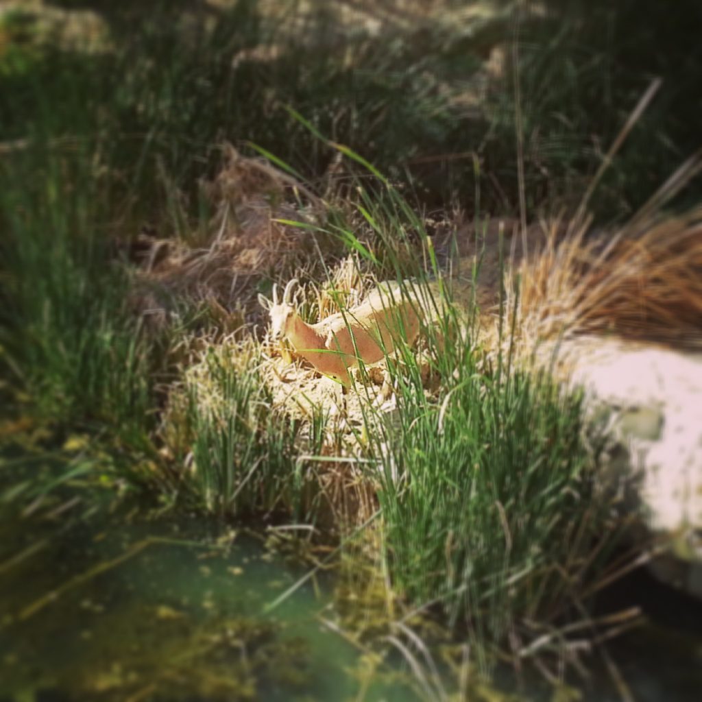 An ibex in the wild