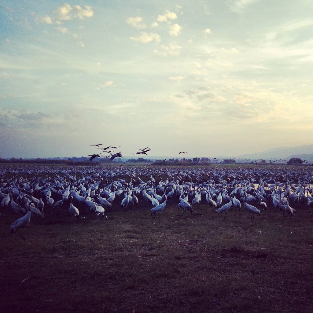 Migrating cranes at the Agamon