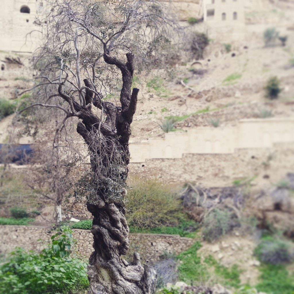 Ancient olive tree in Wadi Kelt
