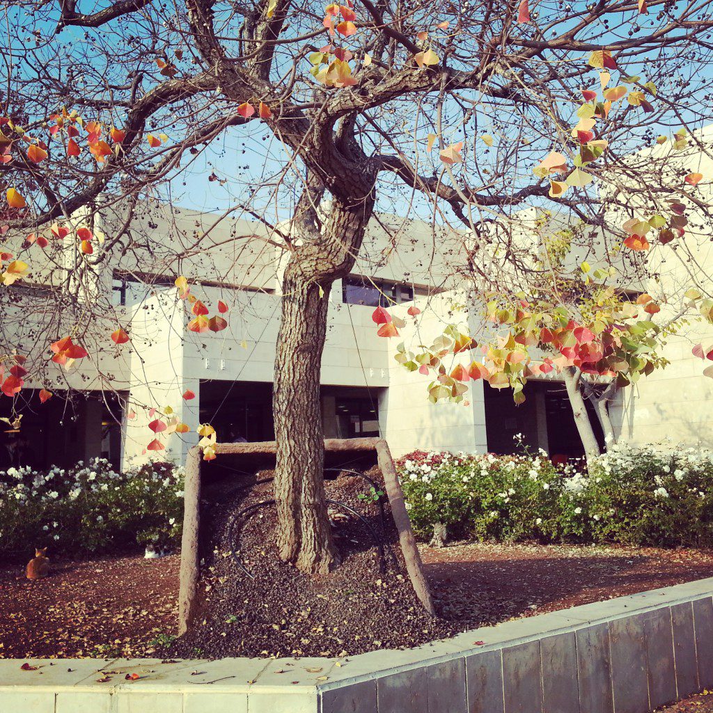 Tilted Tree Sculpture by Ran Miron