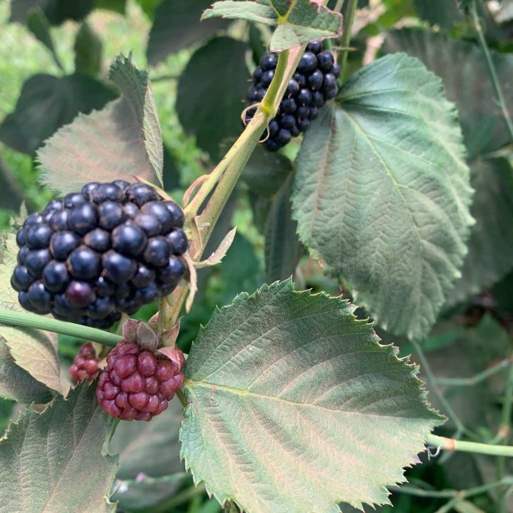 Blackberry picking the Bereishit orchard in the Golan Heights.