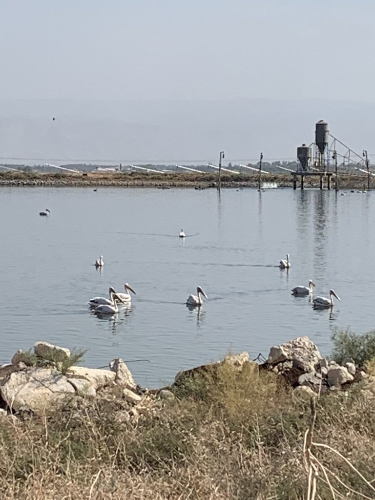 Migrating pelicans in the fish pools located in the Park of Springs in Northern Israel