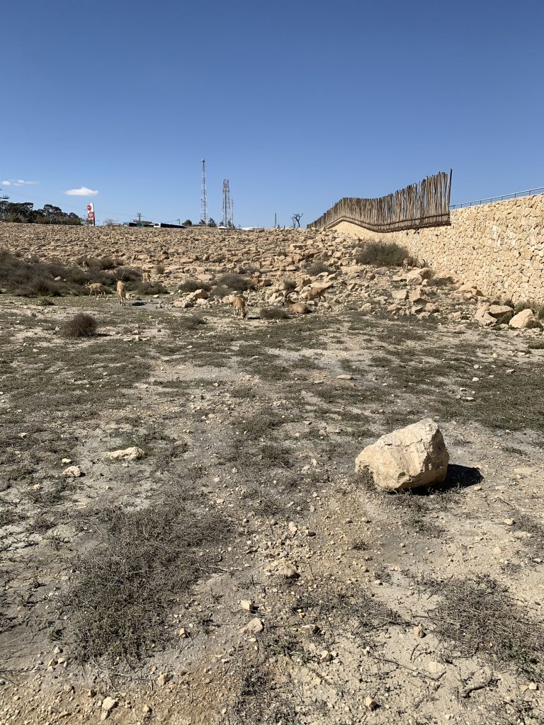 A group of ibexes wondering in Mitzpe Ramon, Israel
