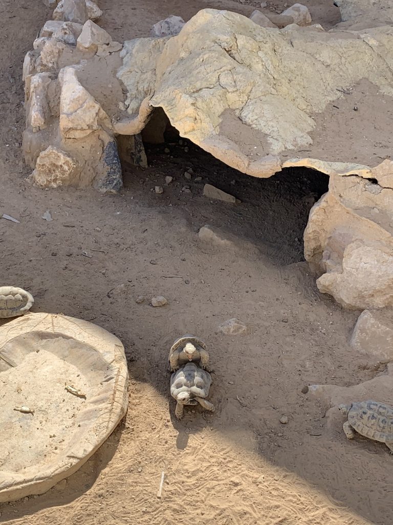 It seemed to be tortoise mating season at the Bio Ramon
