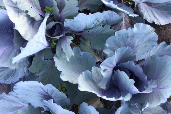 A close-up of a purple cabbage with deep violet, pink-veined leaves grown on an organic farm in the Sharon