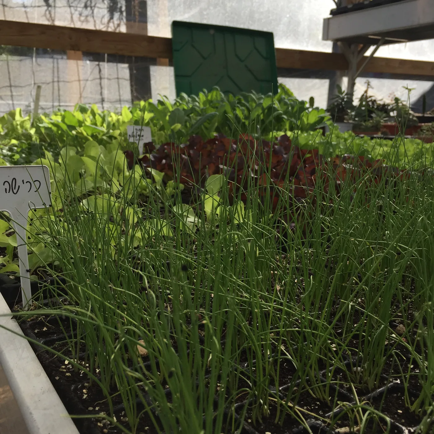 Greenhouse trays of dense young chive shoots ready to pick at the Meshek Albrecht organic farm