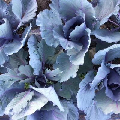 A close-up of a purple cabbage with deep violet, pink-veined leaves grown on an organic farm in the Sharon